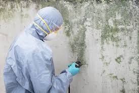 Mold Remediation for Vacation Homes in Uhland, TX